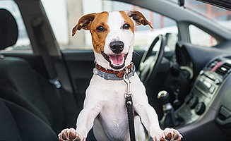 Hundehaare und Hundegeruch im Auto effektiv entfernen - die besten Tipps